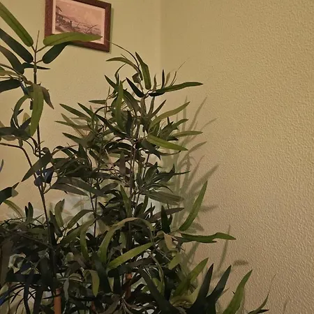 Amplia Y Centrica En Piso Compartido * A Coruña